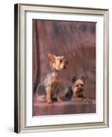 Studio Portraits of Two Yorkshire Terriers, One Lying Down and the Other Sitting up and Looking Up-Adriano Bacchella-Framed Photographic Print