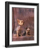 Studio Portraits of Two Yorkshire Terriers, One Lying Down and the Other Sitting up and Looking Up-Adriano Bacchella-Framed Photographic Print