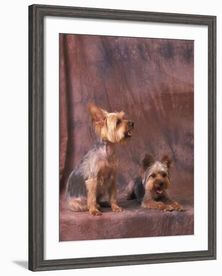 Studio Portraits of Two Yorkshire Terriers, One Lying Down and the Other Sitting up and Looking Up-Adriano Bacchella-Framed Photographic Print