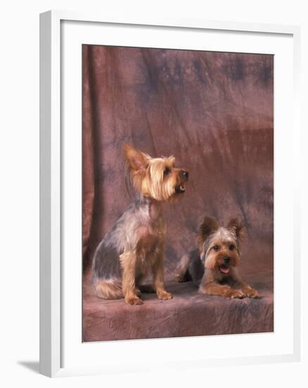 Studio Portraits of Two Yorkshire Terriers, One Lying Down and the Other Sitting up and Looking Up-Adriano Bacchella-Framed Photographic Print