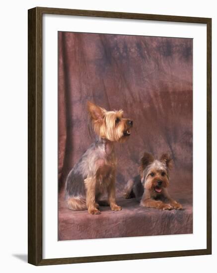 Studio Portraits of Two Yorkshire Terriers, One Lying Down and the Other Sitting up and Looking Up-Adriano Bacchella-Framed Photographic Print