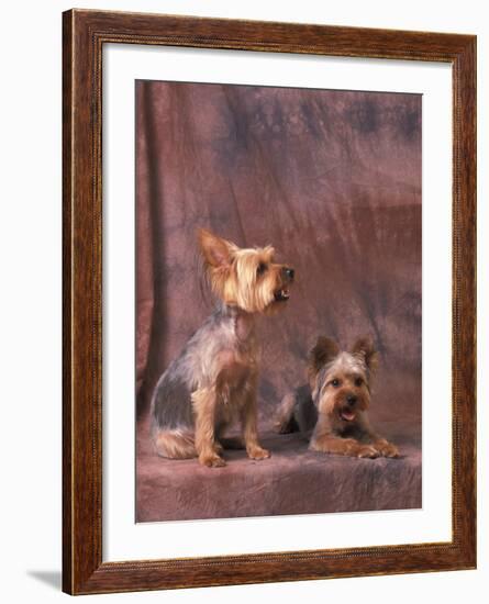 Studio Portraits of Two Yorkshire Terriers, One Lying Down and the Other Sitting up and Looking Up-Adriano Bacchella-Framed Photographic Print