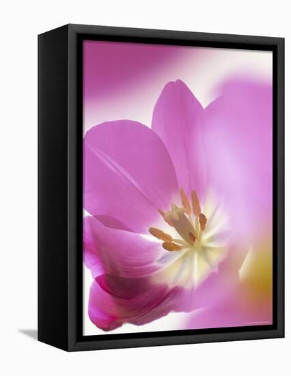 Studio Shot, Close-Up of a Pink Tulip (Tulipa) Flower-Pearl Bucknall-Framed Premier Image Canvas