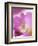 Studio Shot, Close-Up of a Pink Tulip (Tulipa) Flower-Pearl Bucknall-Framed Photographic Print