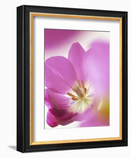 Studio Shot, Close-Up of a Pink Tulip (Tulipa) Flower-Pearl Bucknall-Framed Photographic Print