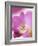 Studio Shot, Close-Up of a Pink Tulip (Tulipa) Flower-Pearl Bucknall-Framed Photographic Print