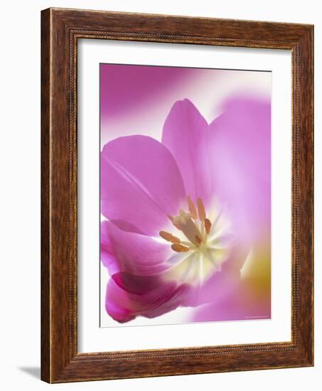 Studio Shot, Close-Up of a Pink Tulip (Tulipa) Flower-Pearl Bucknall-Framed Photographic Print