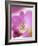 Studio Shot, Close-Up of a Pink Tulip (Tulipa) Flower-Pearl Bucknall-Framed Photographic Print