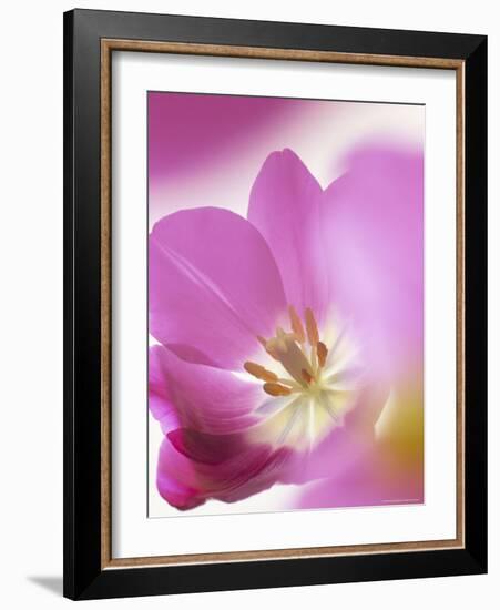 Studio Shot, Close-Up of a Pink Tulip (Tulipa) Flower-Pearl Bucknall-Framed Photographic Print