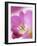 Studio Shot, Close-Up of a Pink Tulip (Tulipa) Flower-Pearl Bucknall-Framed Photographic Print