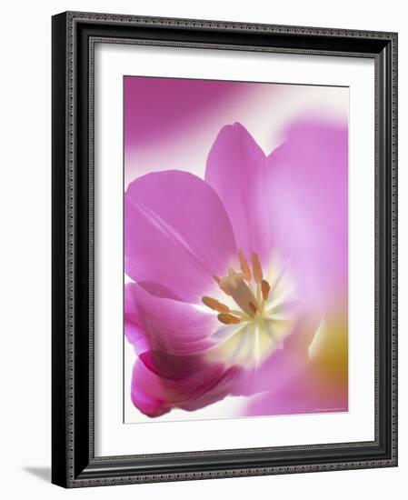 Studio Shot, Close-Up of a Pink Tulip (Tulipa) Flower-Pearl Bucknall-Framed Photographic Print