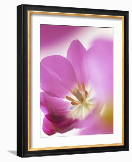 Studio Shot, Close-Up of a Pink Tulip (Tulipa) Flower-Pearl Bucknall-Framed Photographic Print