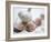 Studio Shot of a Bulb (Head) and Individual Cloves of Garlic-Lee Frost-Framed Photographic Print