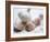 Studio Shot of a Bulb (Head) and Individual Cloves of Garlic-Lee Frost-Framed Photographic Print