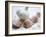 Studio Shot of a Bulb (Head) and Individual Cloves of Garlic-Lee Frost-Framed Photographic Print