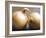 Studio Shot of Two Onions-Lee Frost-Framed Photographic Print