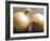 Studio Shot of Two Onions-Lee Frost-Framed Photographic Print