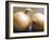 Studio Shot of Two Onions-Lee Frost-Framed Photographic Print