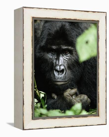 Studious-Art Wolfe-Framed Premier Image Canvas