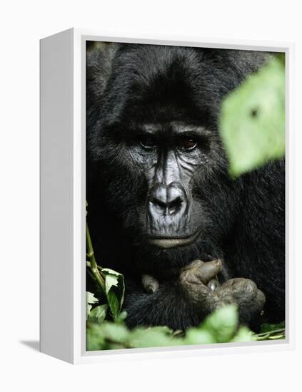 Studious-Art Wolfe-Framed Premier Image Canvas