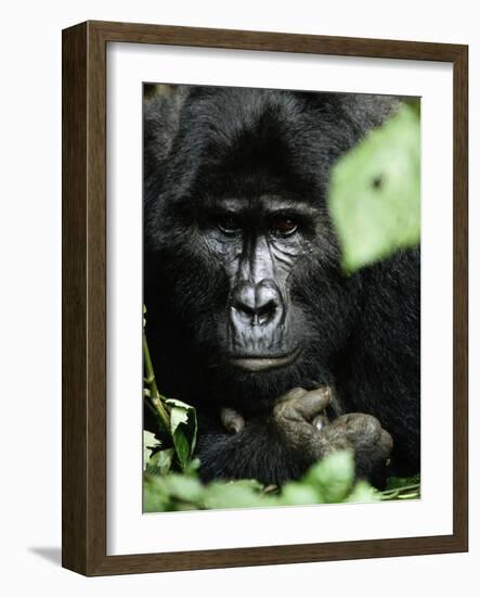 Studious-Art Wolfe-Framed Photographic Print