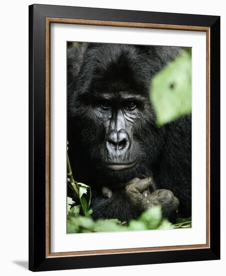 Studious-Art Wolfe-Framed Photographic Print