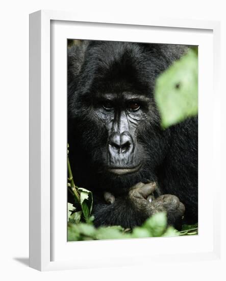 Studious-Art Wolfe-Framed Photographic Print