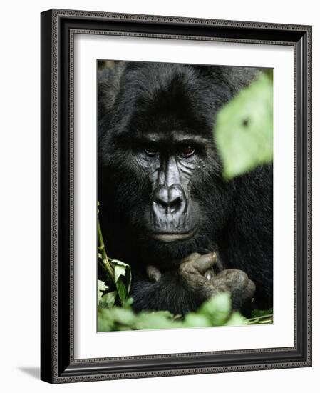 Studious-Art Wolfe-Framed Photographic Print