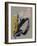 Study 44-Jaime Derringer-Framed Giclee Print