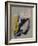 Study 44-Jaime Derringer-Framed Giclee Print