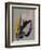 Study 44-Jaime Derringer-Framed Giclee Print