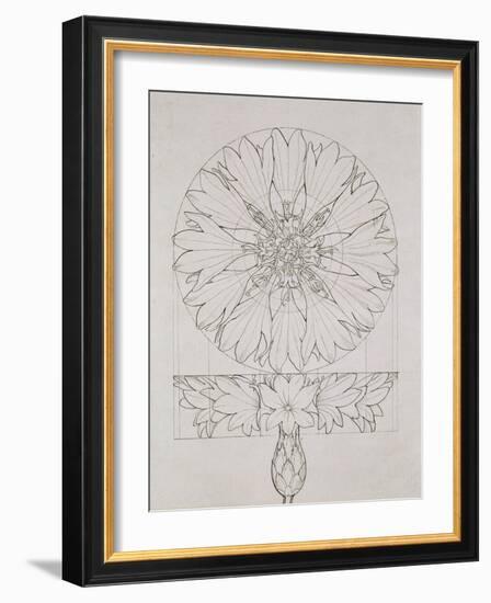 Study for a Cornflower, 1808-Philipp Otto Runge-Framed Giclee Print