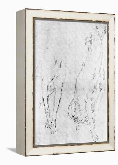 Study for the Greyhound in the Portrait of the Duke of Richmond, C1634-Sir Anthony Van Dyck-Framed Premier Image Canvas