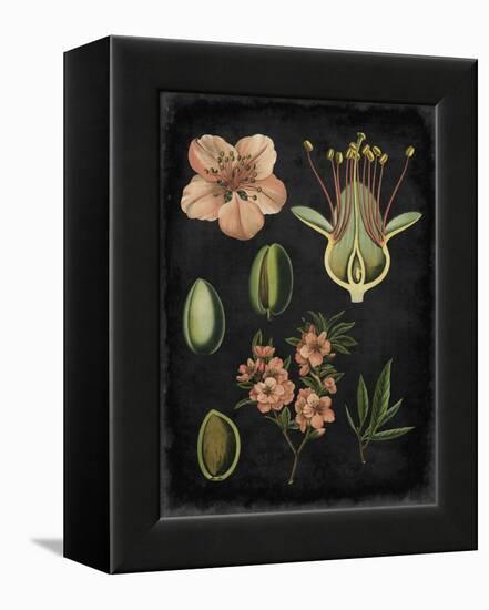 Study in Botany I-Vision Studio-Framed Stretched Canvas