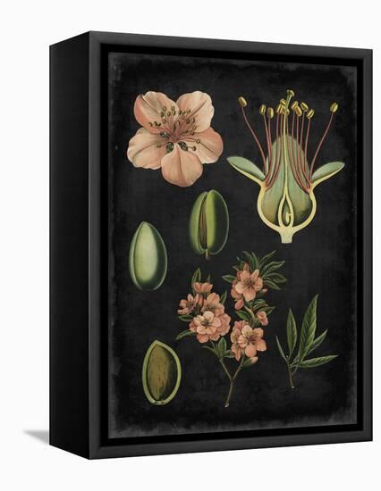 Study in Botany I-Vision Studio-Framed Stretched Canvas