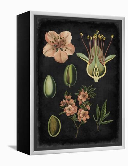 Study in Botany I-Vision Studio-Framed Stretched Canvas