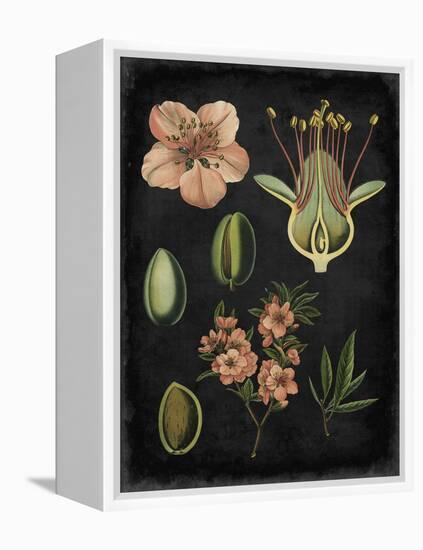 Study in Botany I-Vision Studio-Framed Stretched Canvas