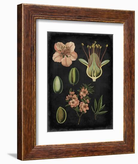 Study in Botany I-Vision Studio-Framed Premium Giclee Print