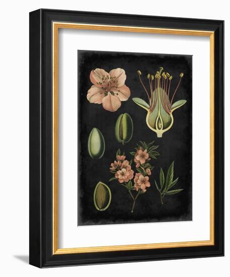 Study in Botany I-Vision Studio-Framed Premium Giclee Print