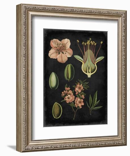 Study in Botany I-Vision Studio-Framed Art Print