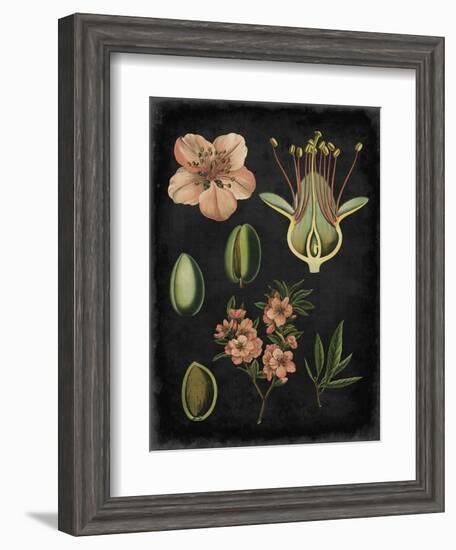 Study in Botany I-Vision Studio-Framed Art Print