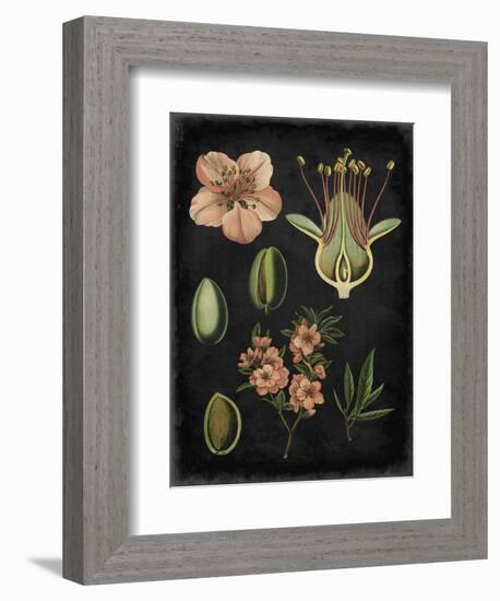 Study in Botany I-Vision Studio-Framed Art Print