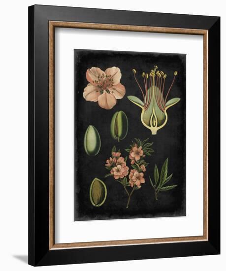 Study in Botany I-Vision Studio-Framed Art Print