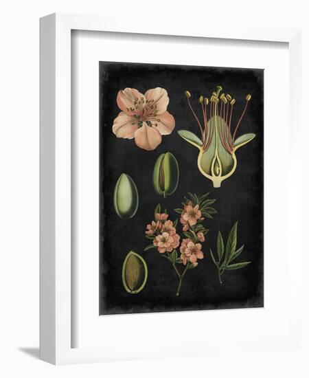 Study in Botany I-Vision Studio-Framed Art Print