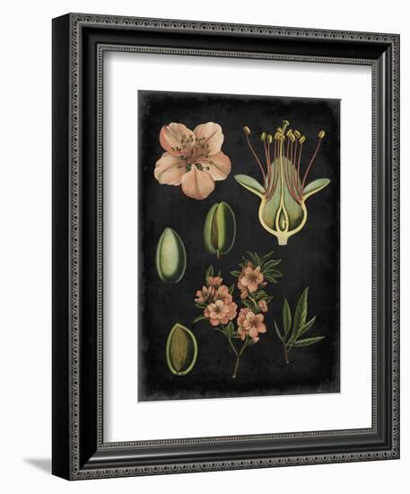 Study in Botany I-Vision Studio-Framed Art Print