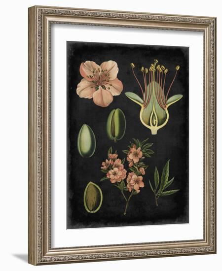 Study in Botany I-Vision Studio-Framed Art Print