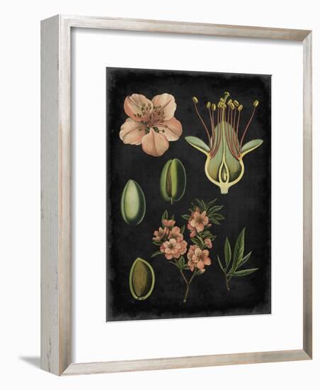 Study in Botany I-Vision Studio-Framed Art Print