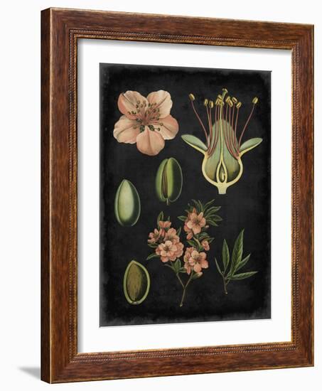 Study in Botany I-Vision Studio-Framed Art Print