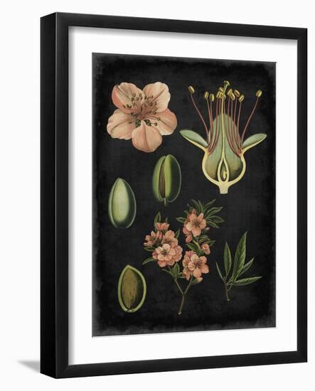 Study in Botany I-Vision Studio-Framed Art Print