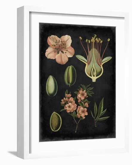 Study in Botany I-Vision Studio-Framed Art Print